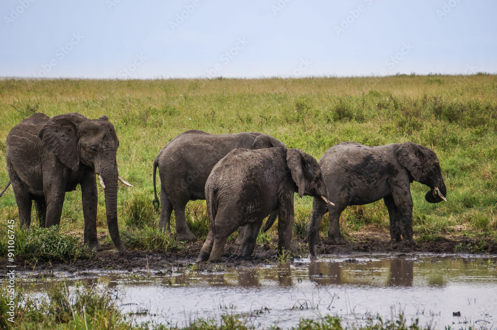 Fototapeta premium in wildlife sanctuary