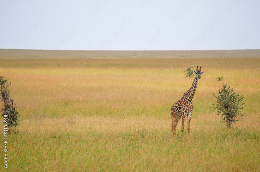 Fototapeta premium in wildlife sanctuary