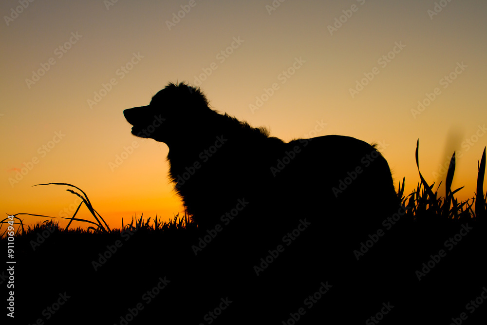 Naklejka premium A silhouette of a dog standing on a meadow 