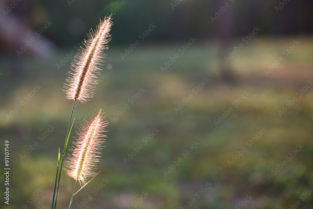 Foxtails grass under sunshine ,close-up selective focus Foxtails grass under sunshine ,close-up selective focus