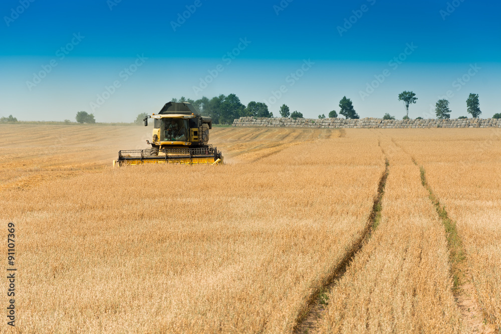 Fototapeta premium Harvest, fields and meadows during harvest