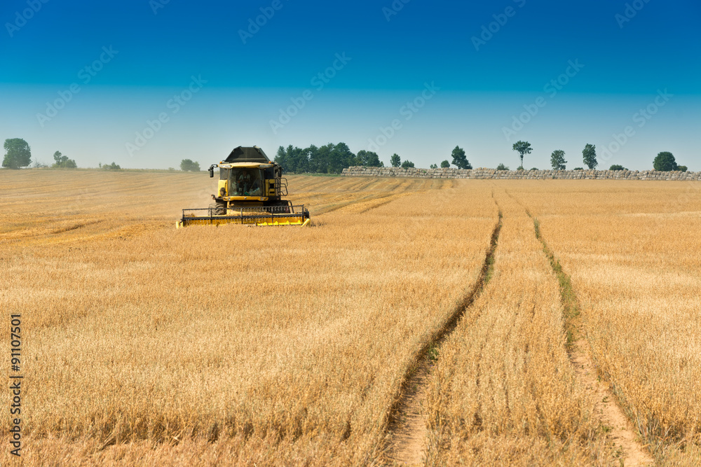 Fototapeta premium Harvest, fields and meadows during harvest