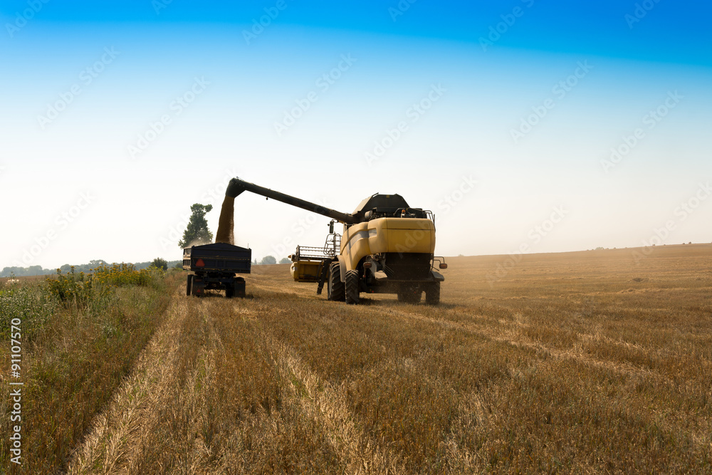 Fototapeta premium Harvest, fields and meadows during harvest
