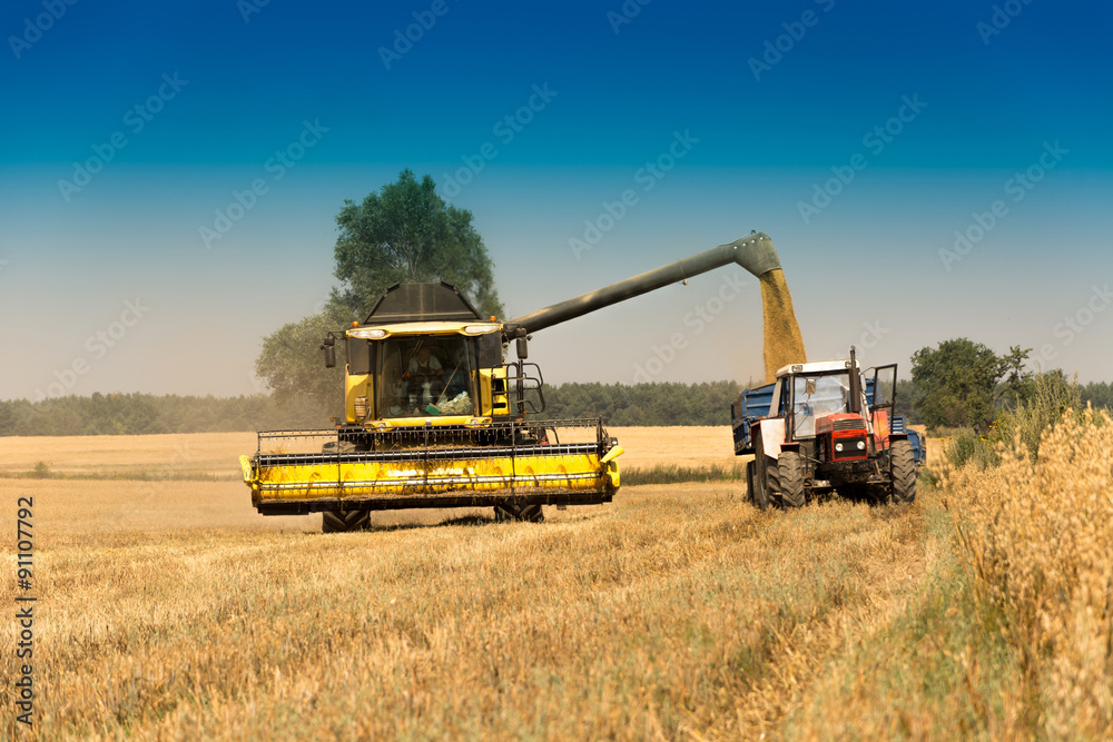 Fototapeta premium Harvest, fields and meadows during harvest