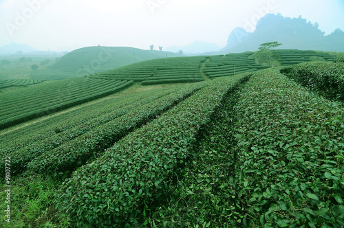 Moc Chau tea hill, Moc Chau village, Son La province, Vietnam photo