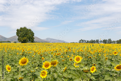 Sunflower cultivation © weerajata