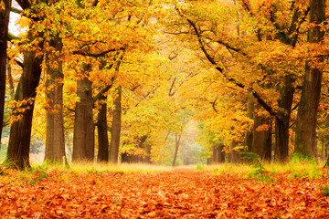 Wandcirkels Herfst Herfstbos in Hoge Veluwe Nederland  © dennisvdwater