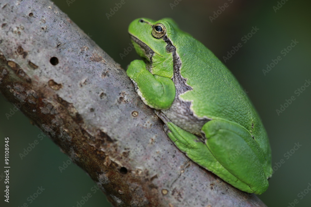 Europäische Laubfrosch (Hyla arborea) Europäische Laubfrosch (Hyla arborea)