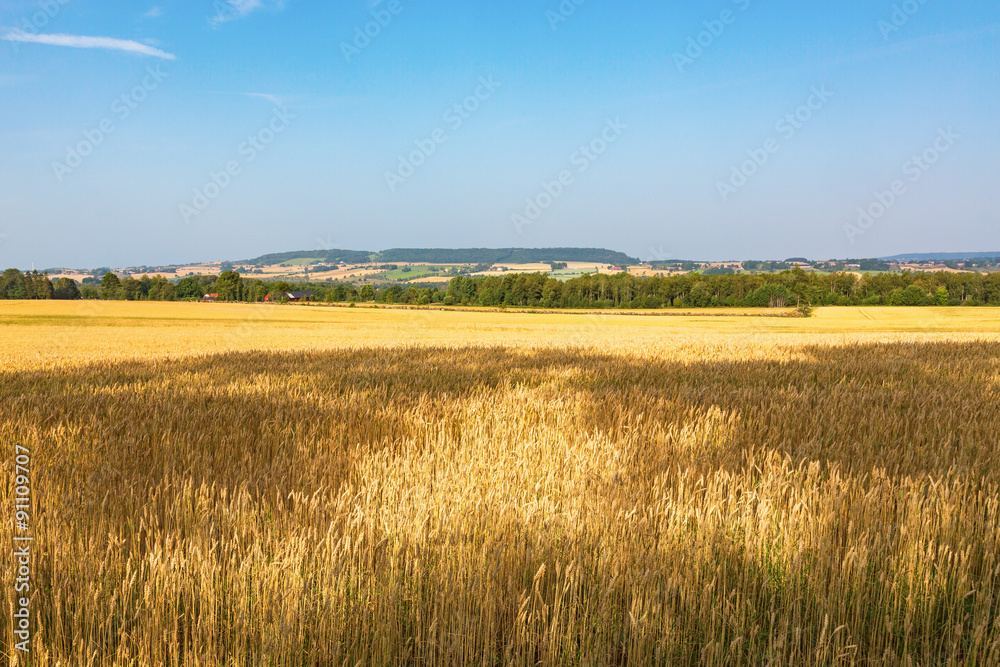 Rural view of a cornfield in the countryside