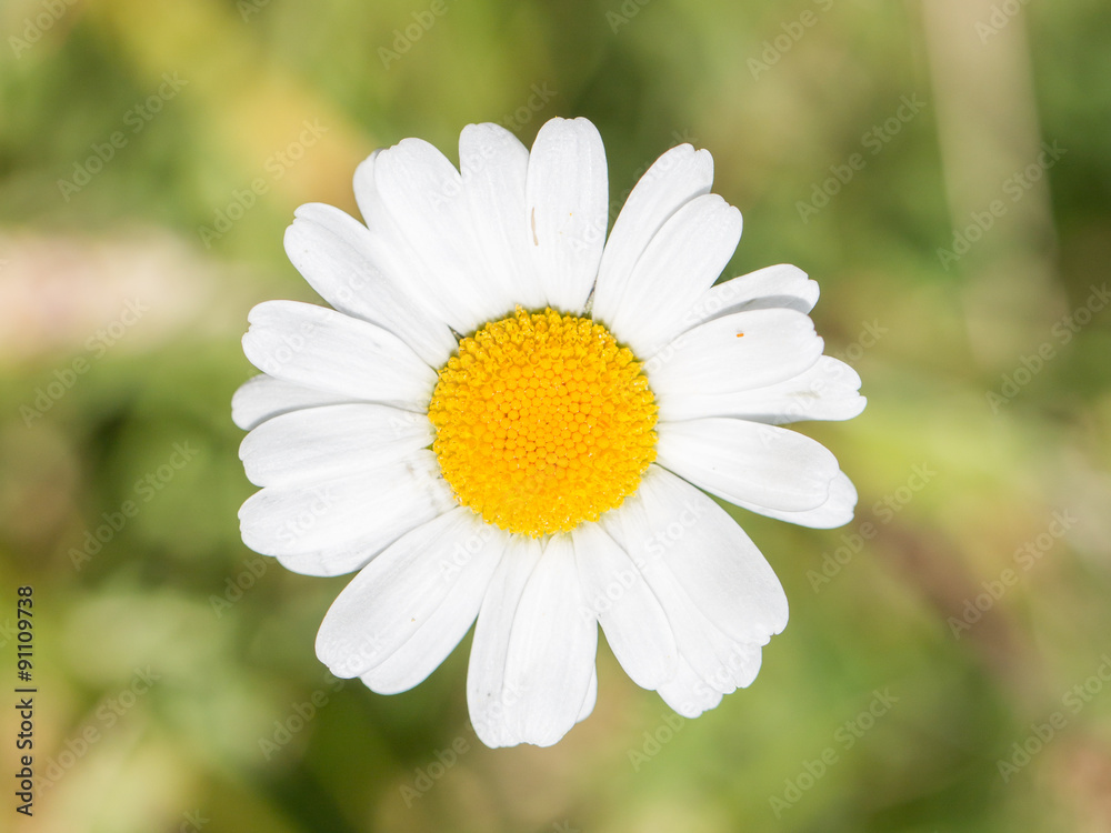 Fototapeta premium Closeup of a beautiful yellow and white Marguerite