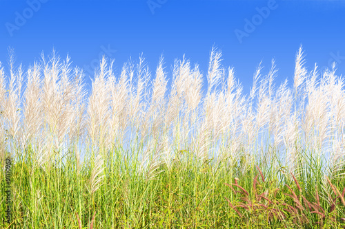 White slender flower grass field