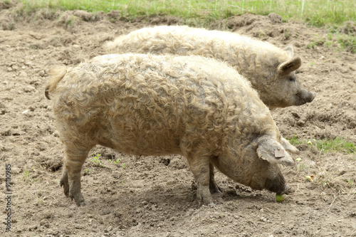 Wollschwein, Mangalica, Arche-Hof, Bedrohte, gefaehrdet, photo