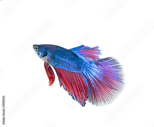 fighting fish on white background. Betta fish