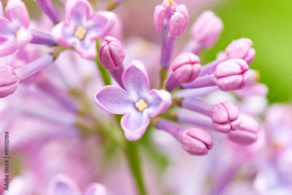 Beautiful lilac flowers
