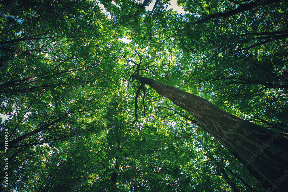 Fototapeta premium forest