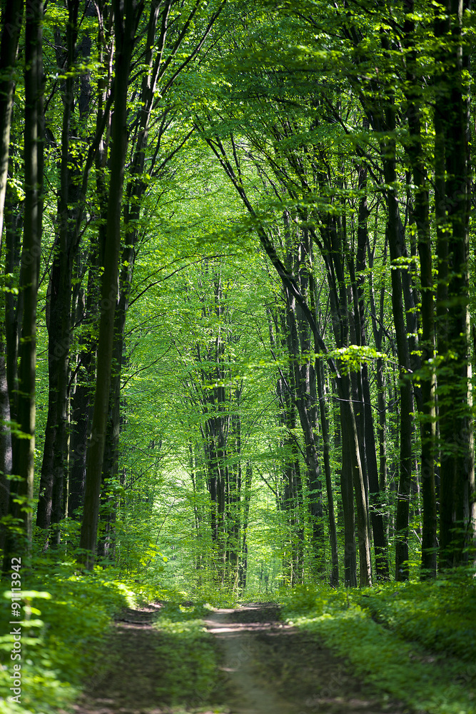 forest forest