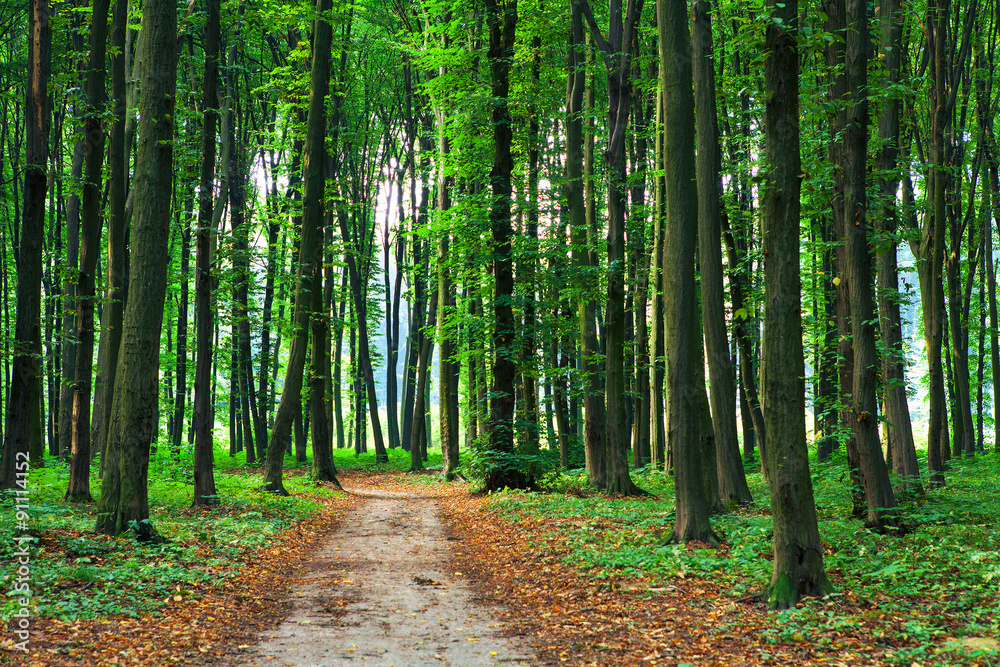 Fototapeta premium forest