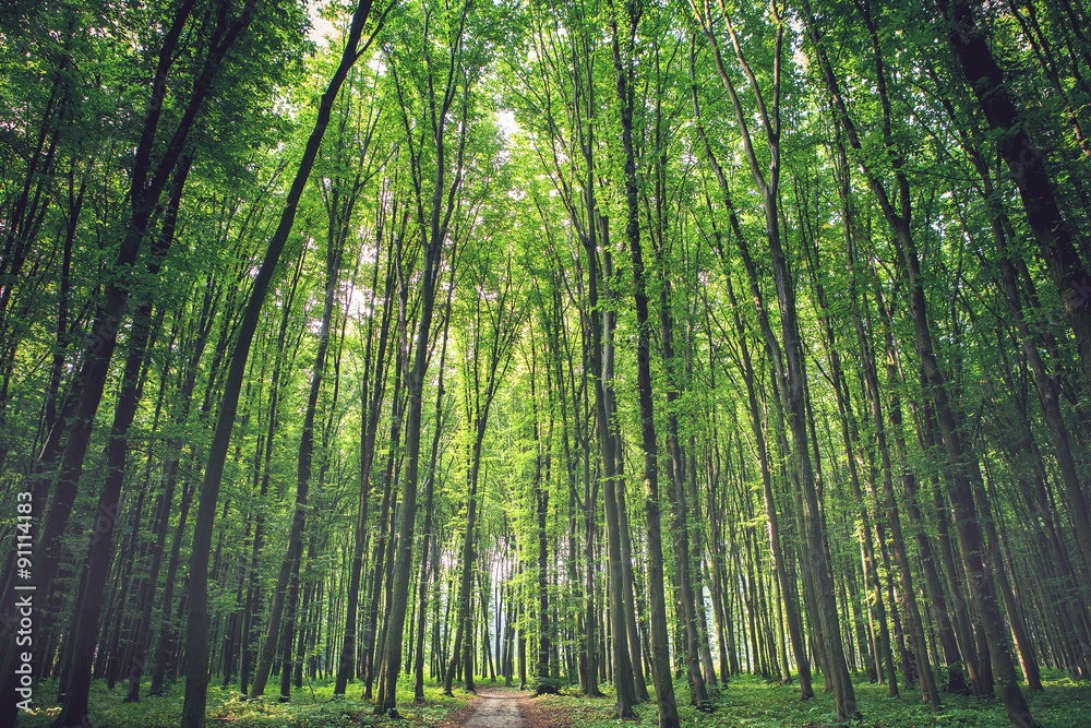 Fototapeta premium forest