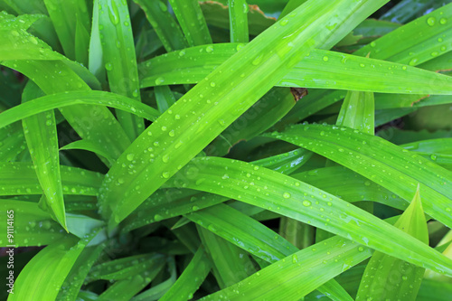 Droplets of dew on fresh green leaves
