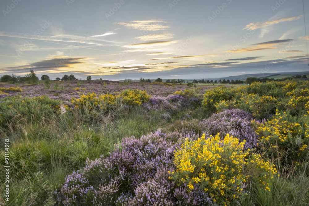 Obraz premium Heather in flower at sunset