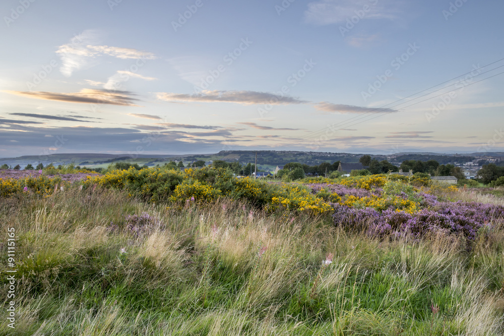 Purple Heather in flower at sunset