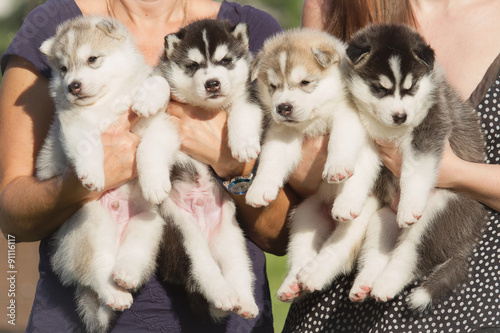 Murais de parede Four puppies Siberian Husky