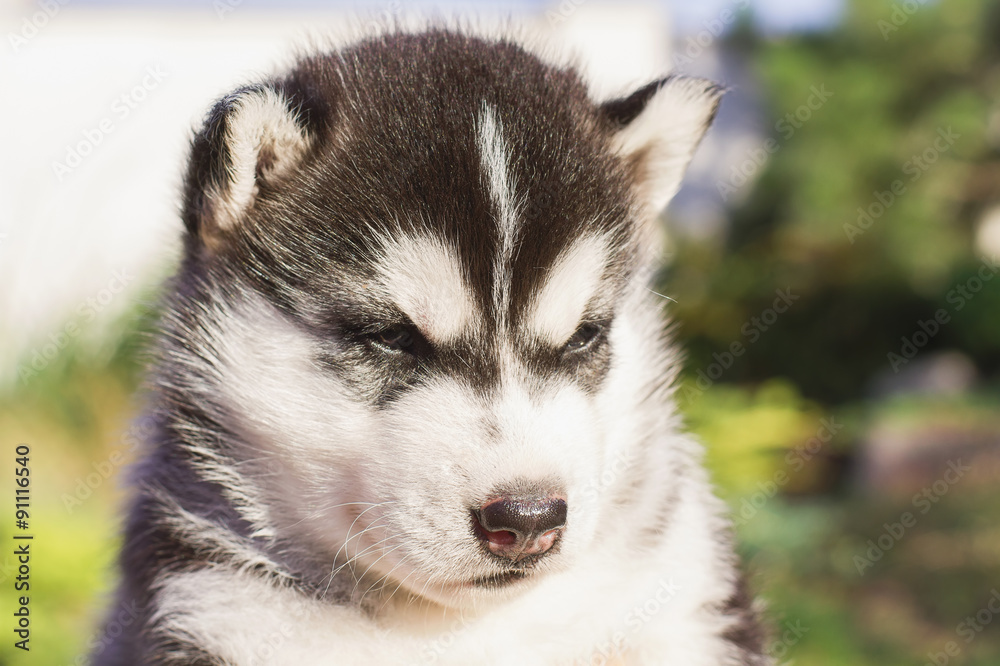 Siberian husky dog outdoors. Portrait of a little husky dog puppy. Close-up. Siberian husky dog outdoors. Portrait of a little husky dog puppy. Close-up.