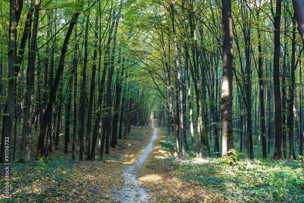 Obraz premium Autumn deciduous forest on a sunny day