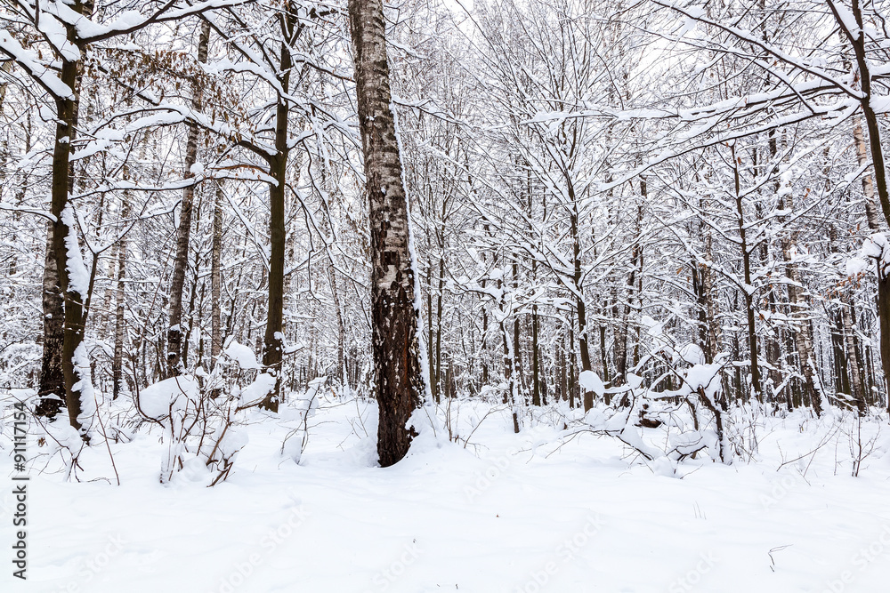 Winter landscape. Trees covered with snow