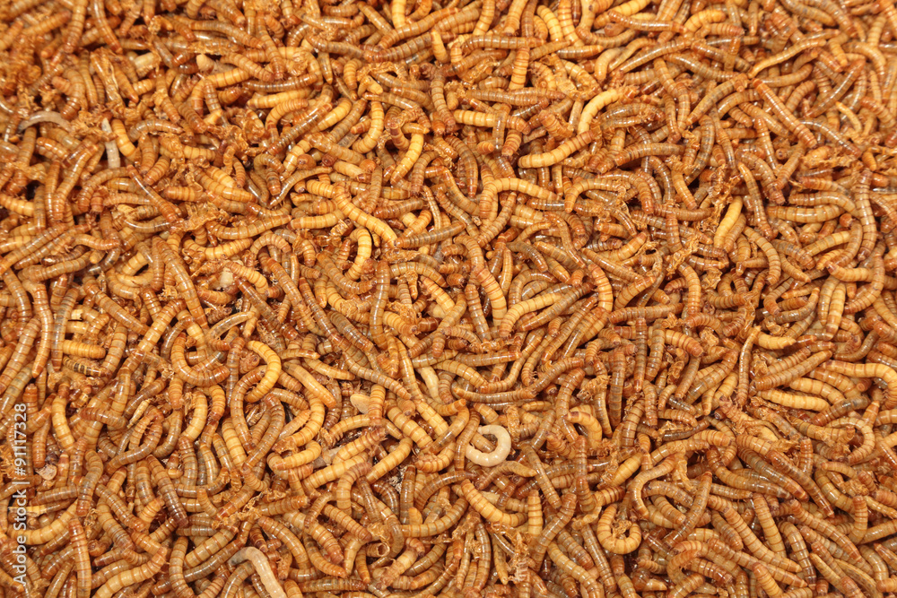 Background of many living mealworm larvae