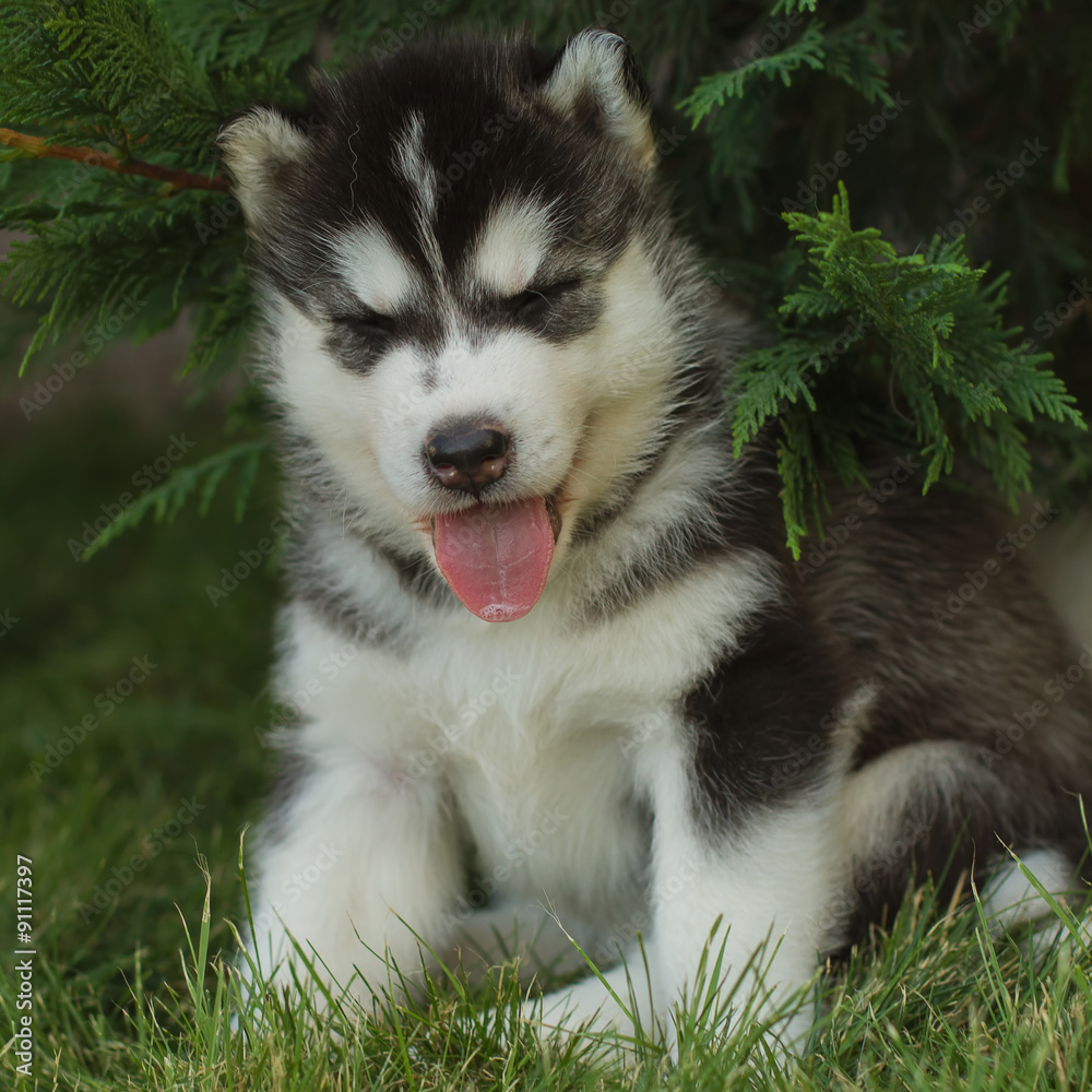 Siberian husky dog outdoors. Portrait of a little husky dog puppy. Close-up.