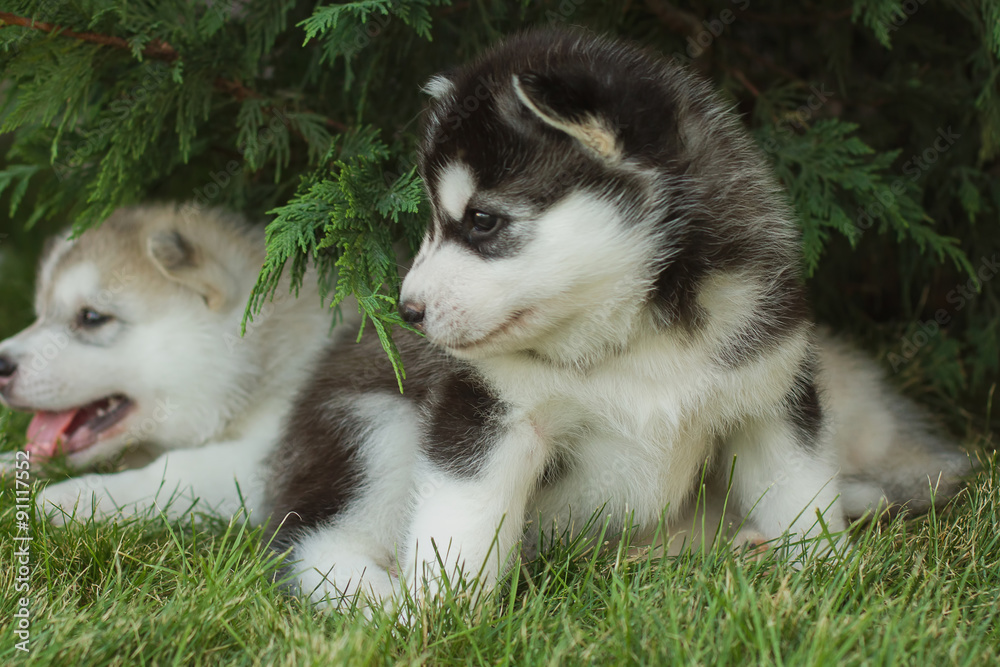 Siberian husky dog outdoors. Portrait of a little husky dog puppy. Close-up.