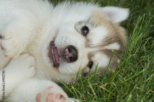 Siberian husky dog outdoors. Portrait of a little husky dog puppy. Close-up.