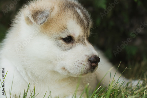 Siberian husky dog outdoors. Portrait of a little husky dog puppy. Close-up.