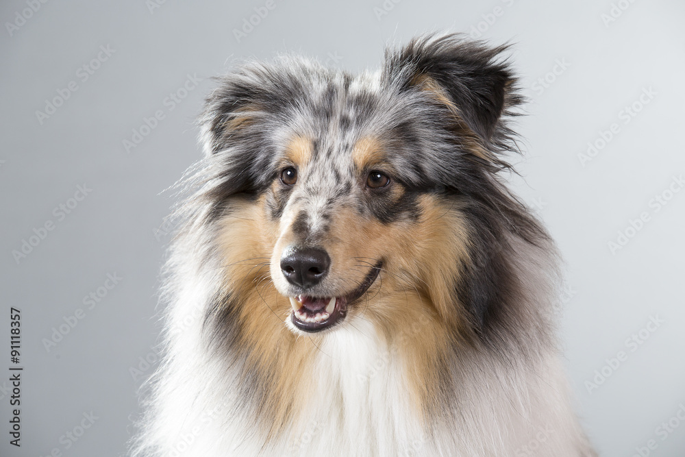 A sheltie portrait. A shetland sheepdog is posing in a studio. A sheltie portrait. A shetland sheepdog is posing in a studio.