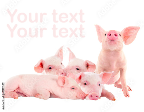 Pile of fun, pink pigs. Isolated on white background. A series of photos. photo