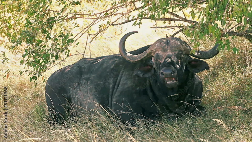 Male buffalo sitting and eating grass in Masai Mara, Kenya
Male buffalo sitting and eating grass in Masai Mara, Kenya