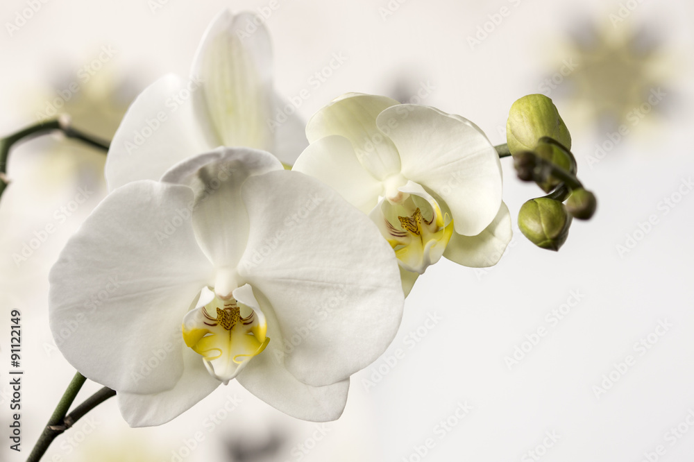 Fototapeta premium Macro and close-up photos of orchid