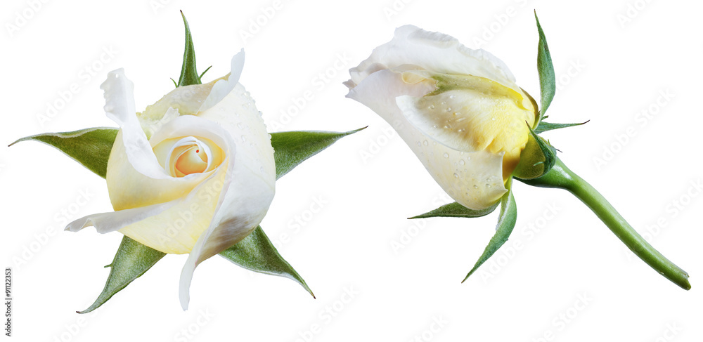 Fototapeta premium white roses isolate