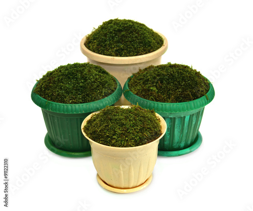  Pots with moss isolated