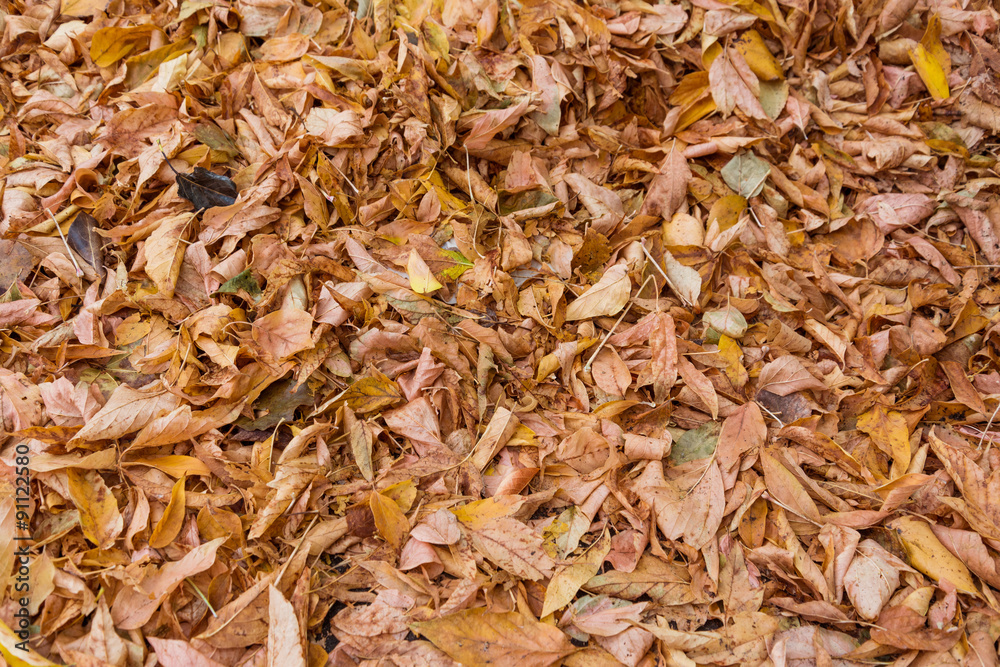 Withered autumn leaves on asphalt. Selective focus on center. Shallow depth of field.