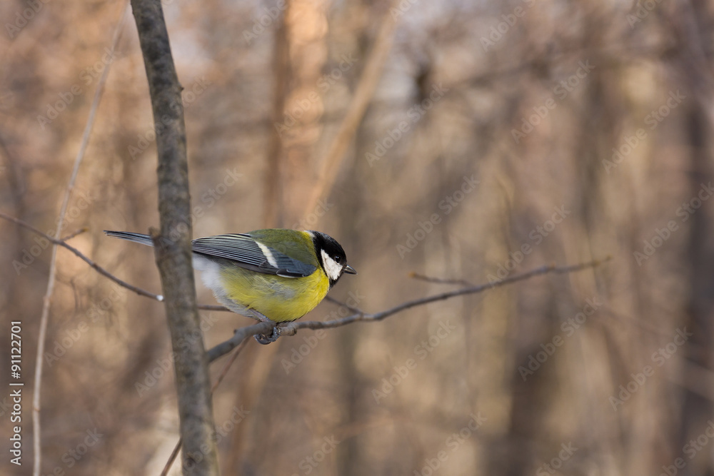 Naklejka premium Синица