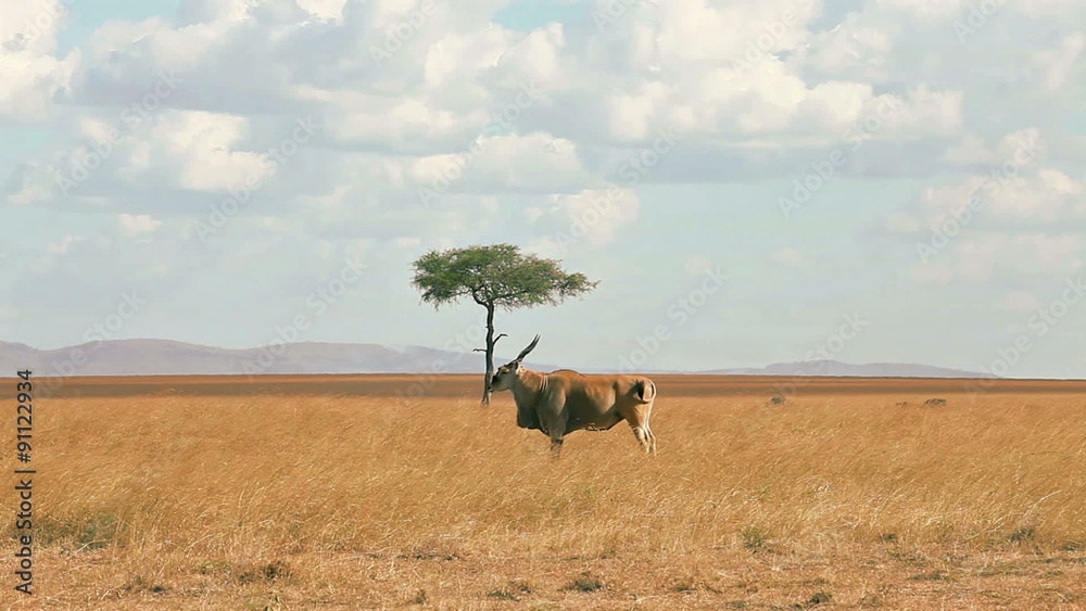 Eland antelope in grass during the dry season
Eland antelope in grass during the dry season