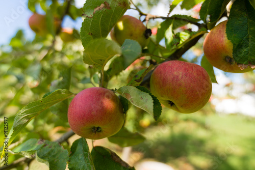 erntereife Äpfel am Ast