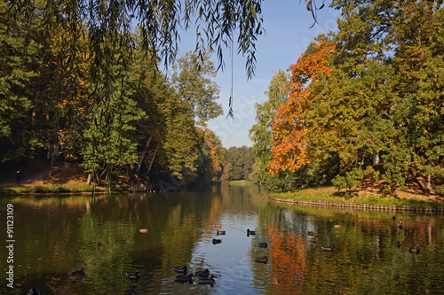 Яркие осенние листья на кустах и деревьях в солнечный день на берегу пруда.