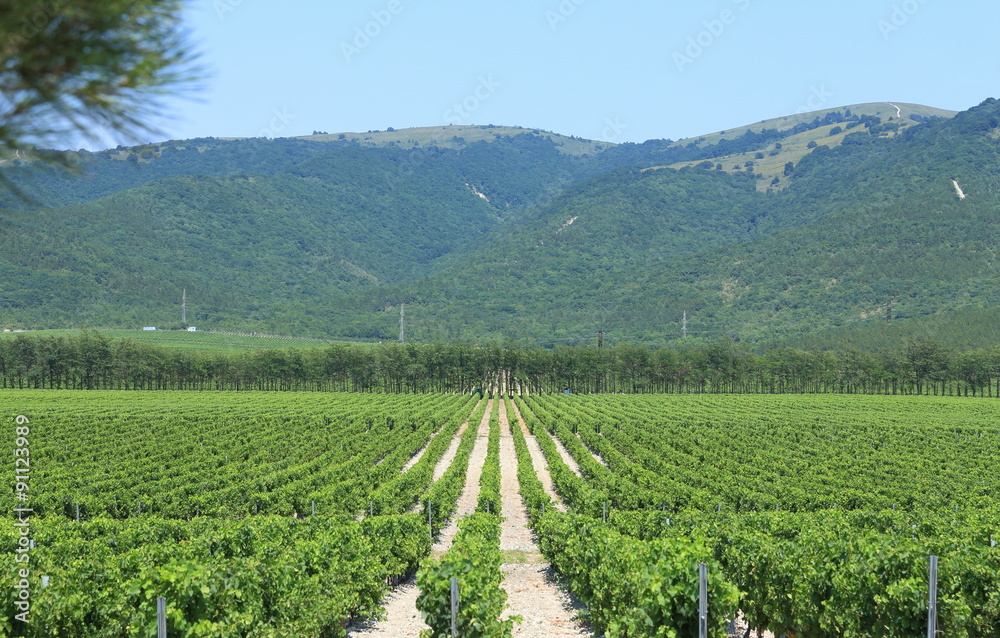 Vineyard on a mountain slope