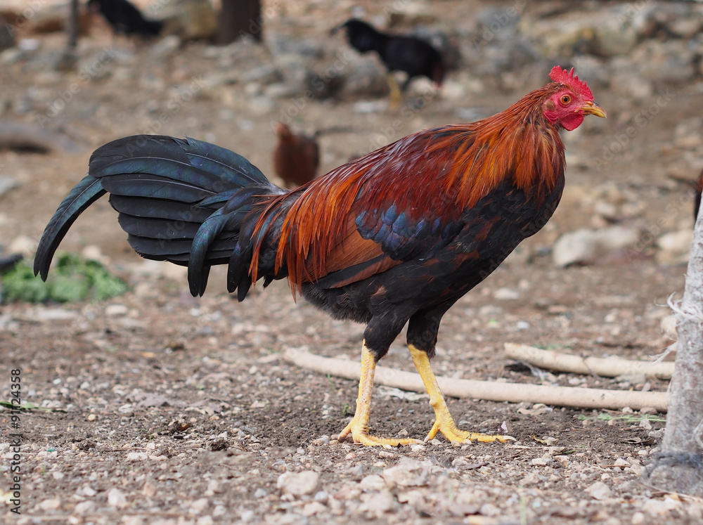 Spanish black and red chicken Spanish black and red chicken