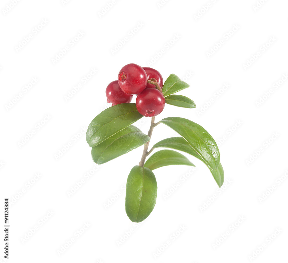 Fototapeta premium Branch of cowberry