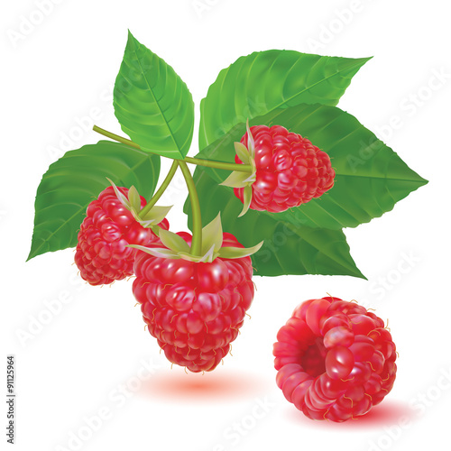 Red ripe fresh raspberries on a branch isolated on a white background. Vector illustration