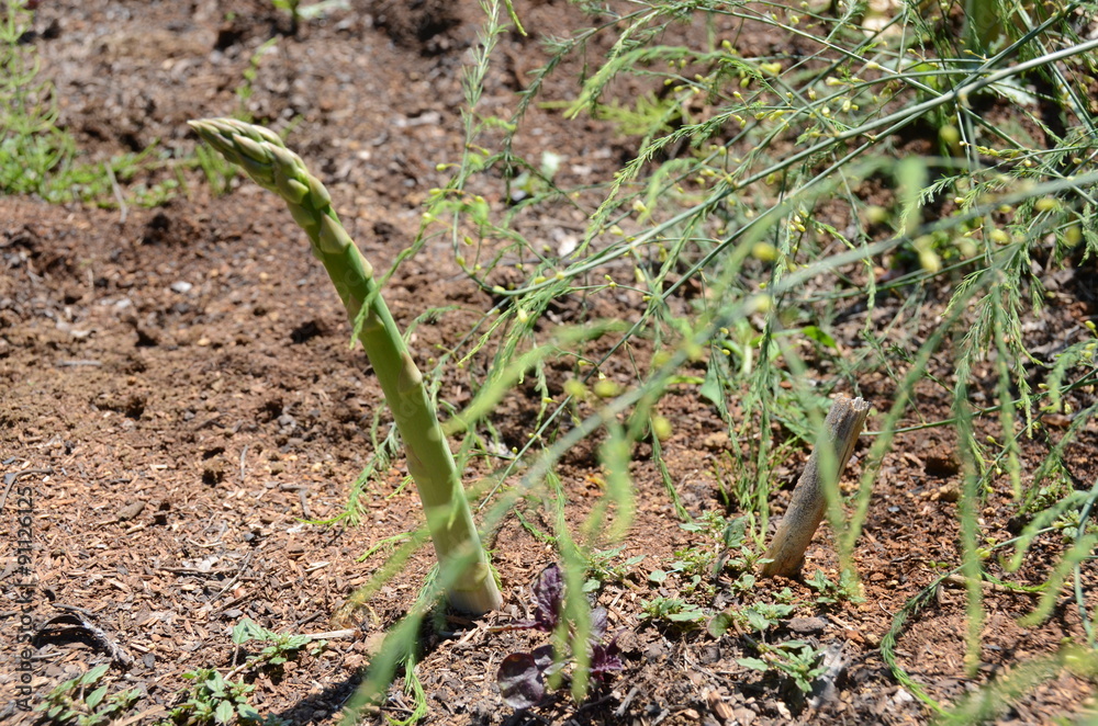 Obraz premium アスパラ